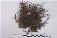 藏品(硬鬚蘚)的圖片